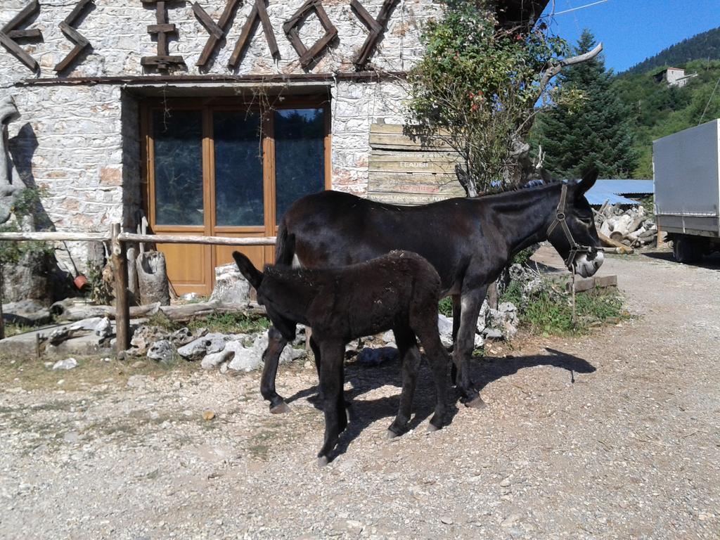 Archontiko Nikolopoulou Hotel Vytina Exterior foto